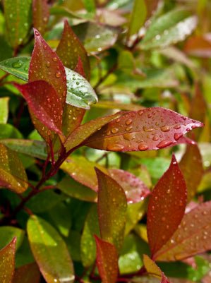 Red Tip Photinia fraseri Thin Red™ (Photinia x) - Ladybird Nursery