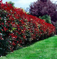 Photinia (Photinia robusta)