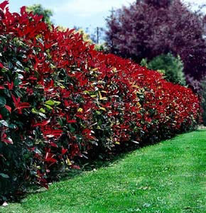 Photinia (Photinia robusta)