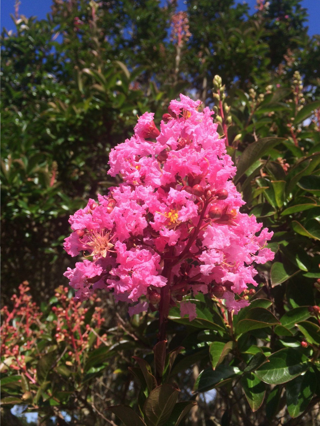 Crepe Myrtle Bush Form x fauriei Sioux (Lagerstroemia indica) - Ladybird Nursery