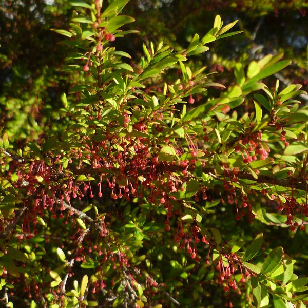 Snowbush (Phyllanthus multiflorus) - Ladybird Nursery