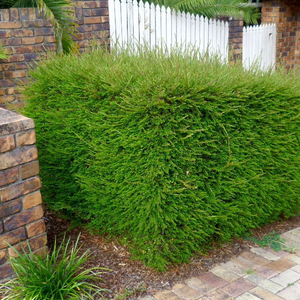 Snowbush (Phyllanthus multiflorus)