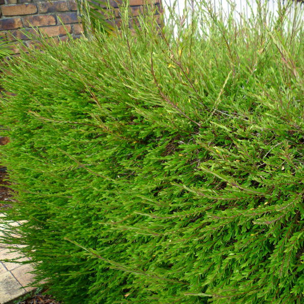 Snowbush (Phyllanthus multiflorus)