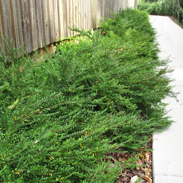 Snowbush (Phyllanthus multiflorus) - Ladybird Nursery
