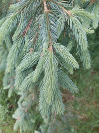 Engelmann Spruce Glauca (Picea englemanni)