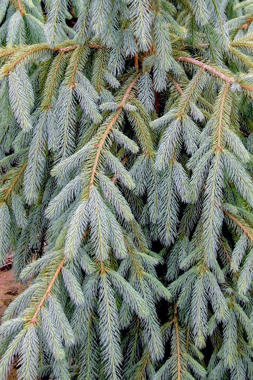 Engelmann Spruce Bushs Lace (Picea engelmannii)