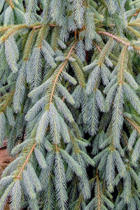 Engelmann Spruce Bushs Lace (Picea engelmannii)
