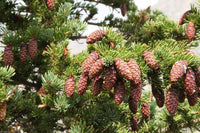 Engelmann Spruce Glauca (Picea englemanni) - Ladybird Nursery