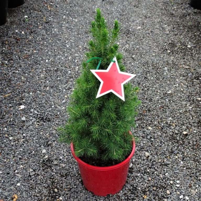 White Spruce Christmas Star (Picea glauca) - Ladybird Nursery