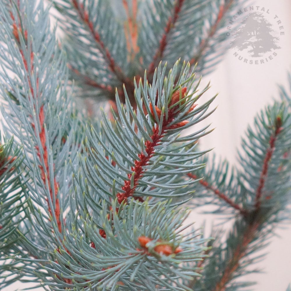 Blue Spruce Iseli Fastigiate (Picea pungens) - Ladybird Nursery
