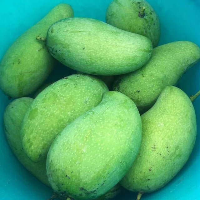Mango 'Pico' - Ladybird Nursery