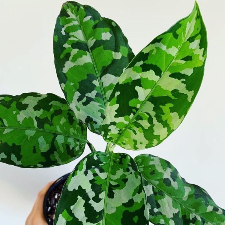 Aglaonema ‘Pictum Tricolour’ - Ladybird Nursery