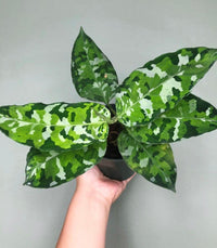 Aglaonema ‘Pictum Tricolour’ - Ladybird Nursery