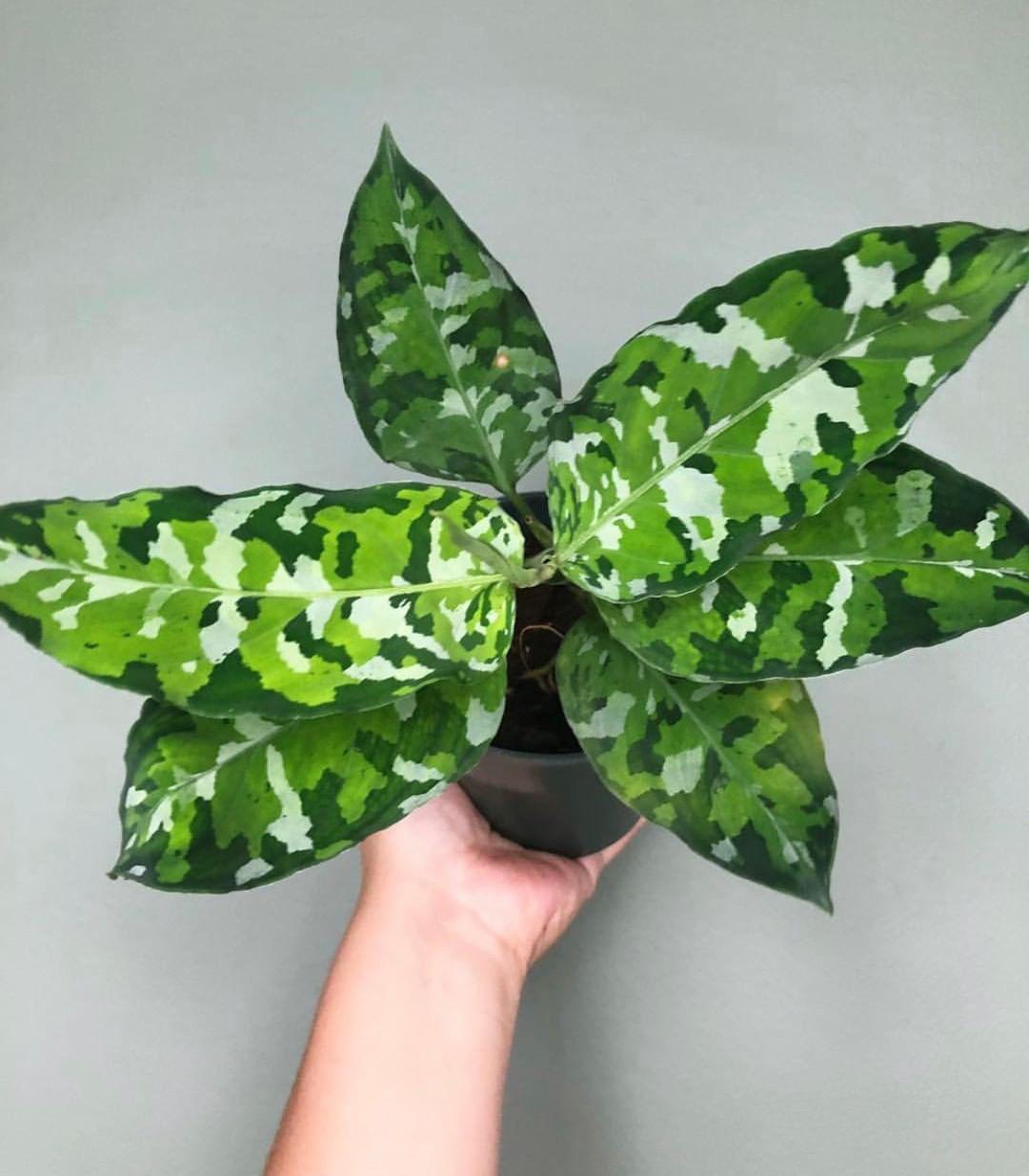 Aglaonema ‘Pictum Tricolour’ - Ladybird Nursery
