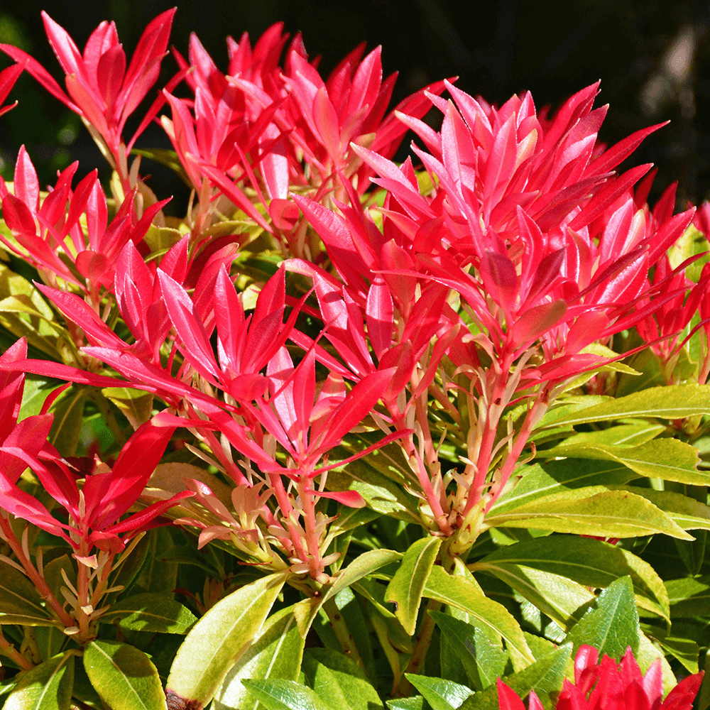 Pieris Forest Flame (Pieris)