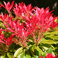 Pieris Forest Flame (Pieris) - Ladybird Nursery