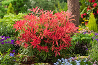 Pieris Forest Flame (Pieris)