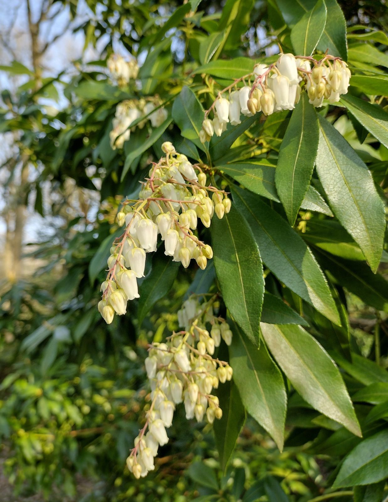 Pieris Forestii (Pieris formosa)