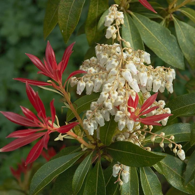 Pieris Assorted (Pieris spp.) - Ladybird Nursery