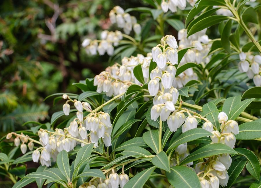 Pieris Assorted (Pieris spp.) - Ladybird Nursery