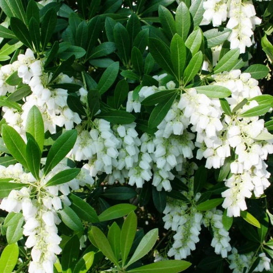 Pieris Temple Bells