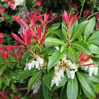 Pieris Forest Flame (Pieris) - Ladybird Nursery