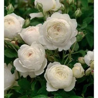 Climbing Rose 'Pierre De Ronsard Blushing' (Bareroot) - Ladybird Nursery