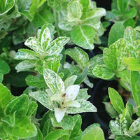 Pierrolino Spindle (Euonymus japonicus)