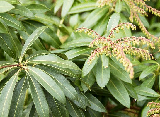 Pieris Forestii (Pieris formosa)