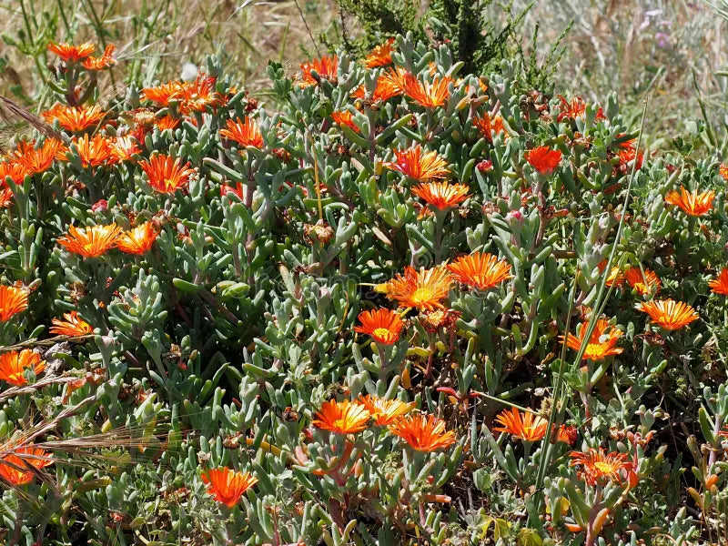 Pigface 'Orange' (Mesembryanthemum spp.)