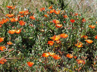 Pigface 'Orange' (Mesembryanthemum spp.)