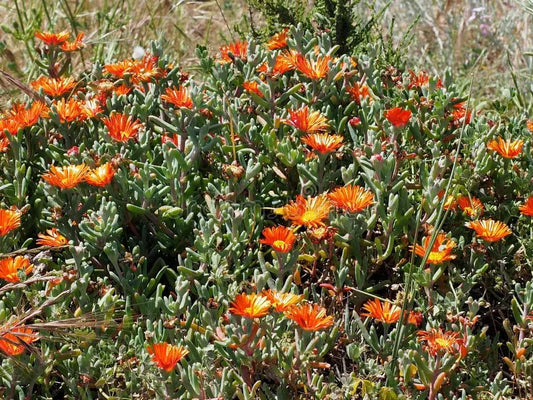 Pigface 'Orange' (Mesembryanthemum spp.) - Ladybird Nursery
