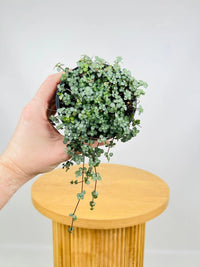 Pilea Silver Sprinkles (Pilea libanensis) - Ladybird Nursery