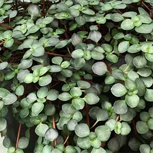 Pilea Silver Sprinkles (Pilea libanensis) - Ladybird Nursery