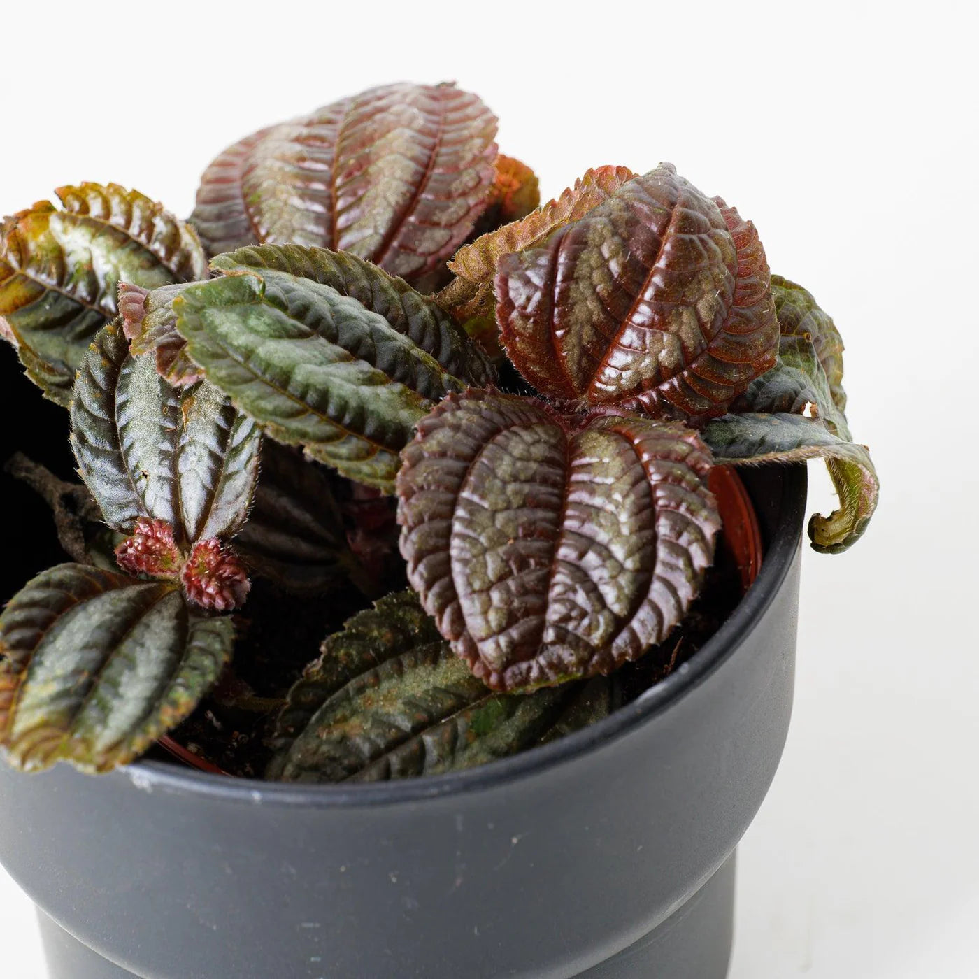 Pilea (Pilea norfolk)