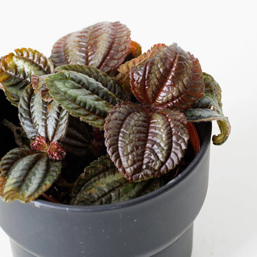 Pilea (Pilea norfolk) - Ladybird Nursery