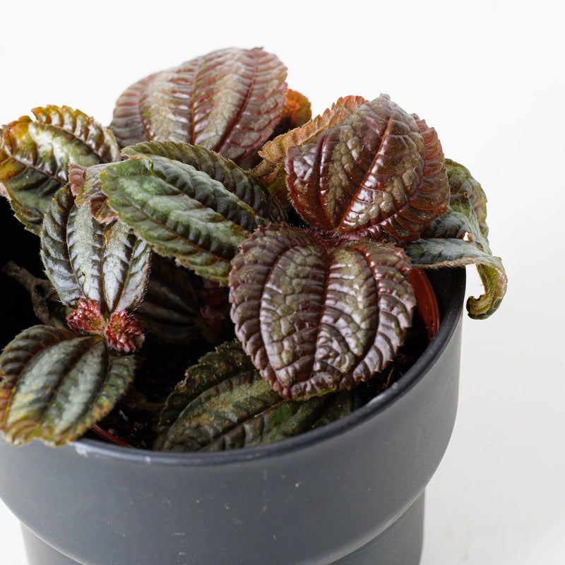 Pilea (Pilea norfolk)