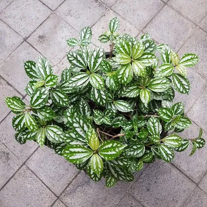 Aluminum Plant Aluminium (Pilea cadierei) - Ladybird Nursery