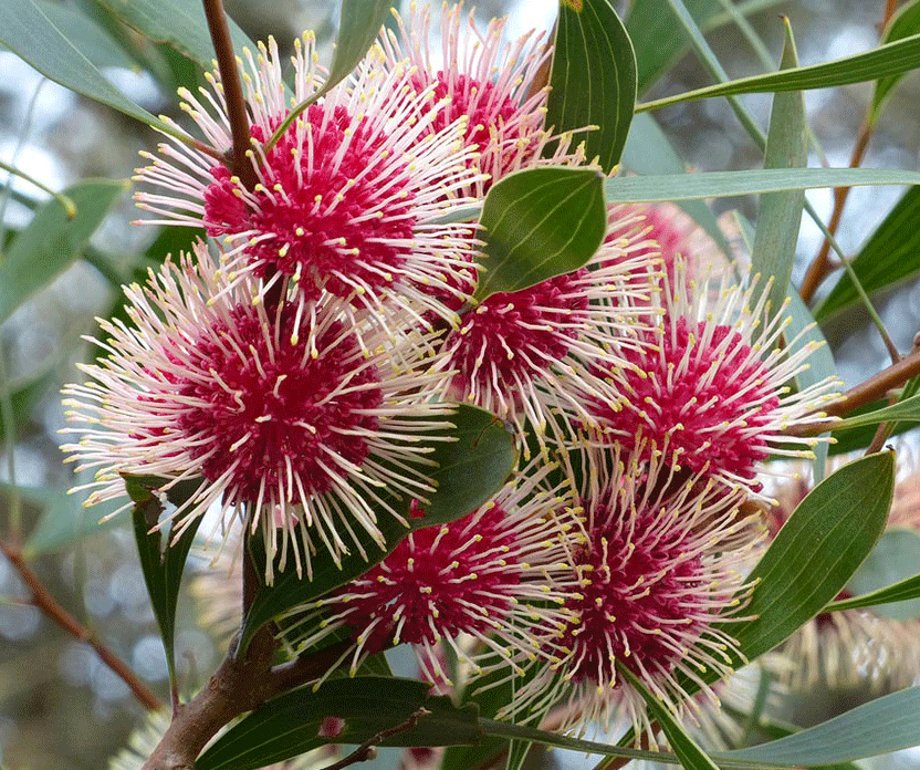 Pincushion Hakea (Hakea laurina)