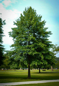 Pin Oak (Quercus palustris)