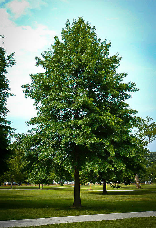 Pin Oak (Quercus palustris) - Advanced