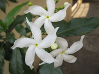 ‘Crepe Jasmine’ (Tabernaemontana divaricata) - Ladybird Nursery