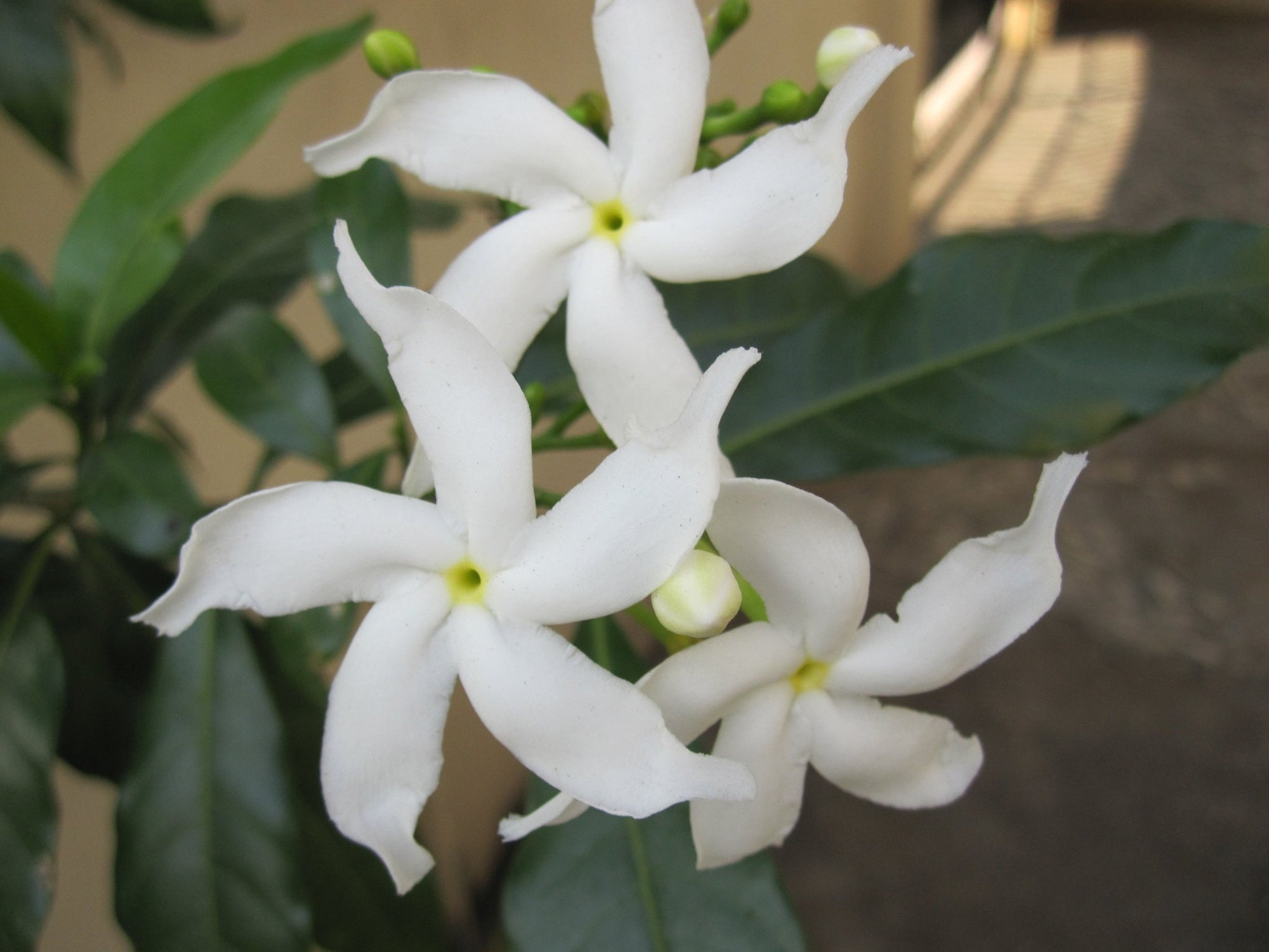 ‘Crepe Jasmine’ (Tabernaemontana divaricata) - Ladybird Nursery