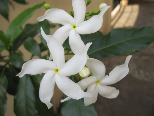 ‘Crepe Jasmine’ (Tabernaemontana divaricata) - Ladybird Nursery