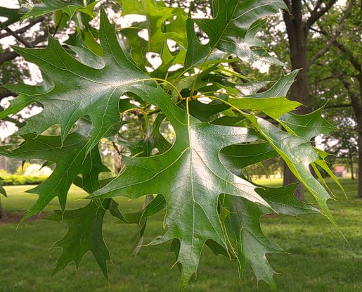 Pin Oak (Quercus palustris)