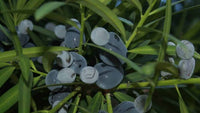 Plum Pine (Podocarpus elatus) - Ladybird Nursery