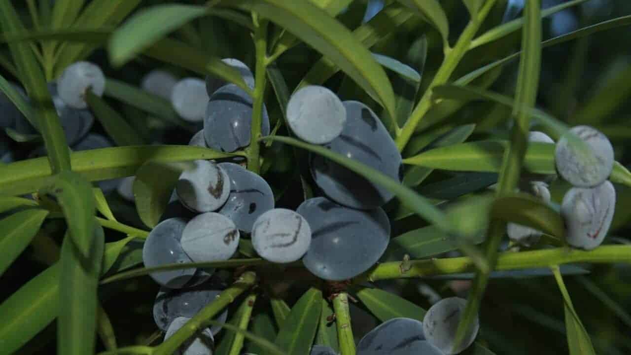 Plum Pine (Podocarpus elatus) - Ladybird Nursery