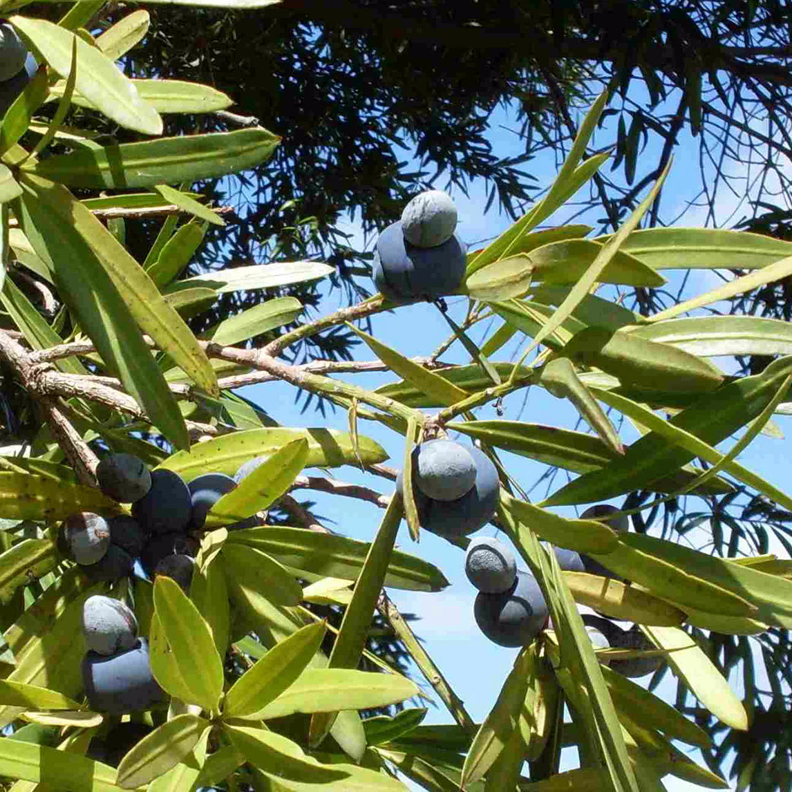 Plum Pine (Podocarpus elatus)