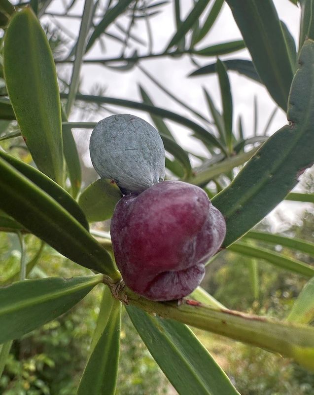 Plum Pine (Podocarpus elatus) - Ladybird Nursery