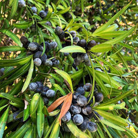 Plum Pine (Podocarpus elatus)